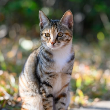 Original pet